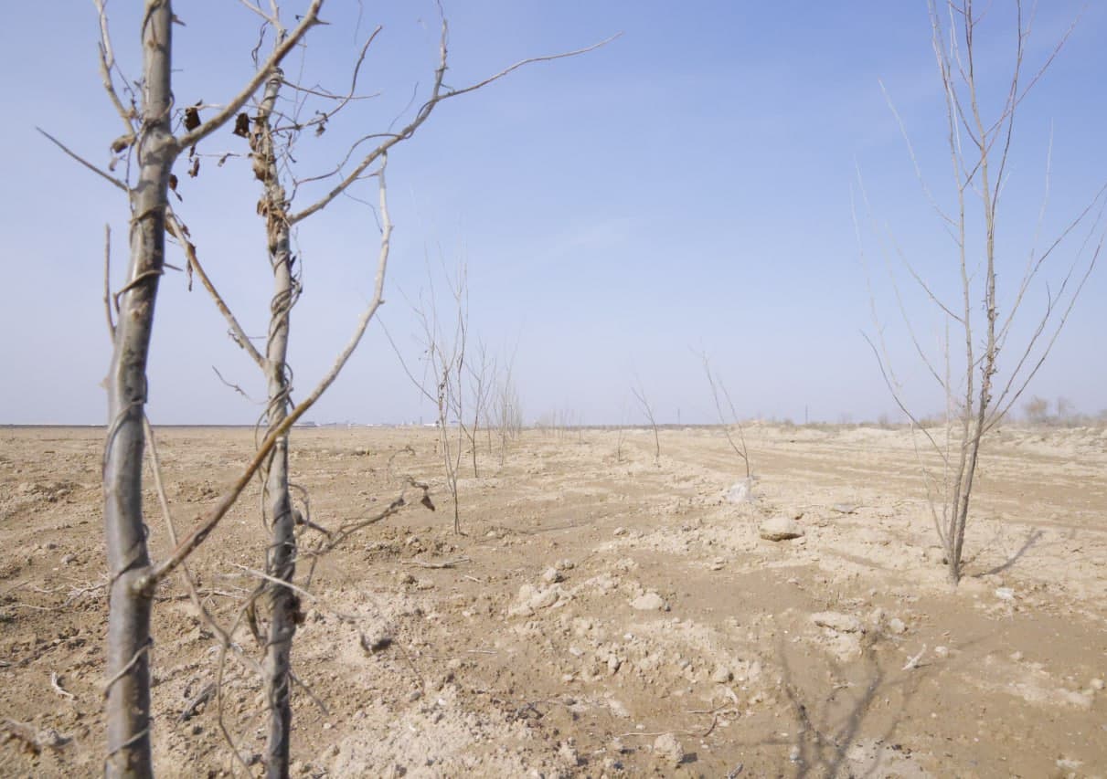 “Yashil makon” loyihasi doirasida yirik ko‘kalamzorlashtirish ishlari olib borilmoqda