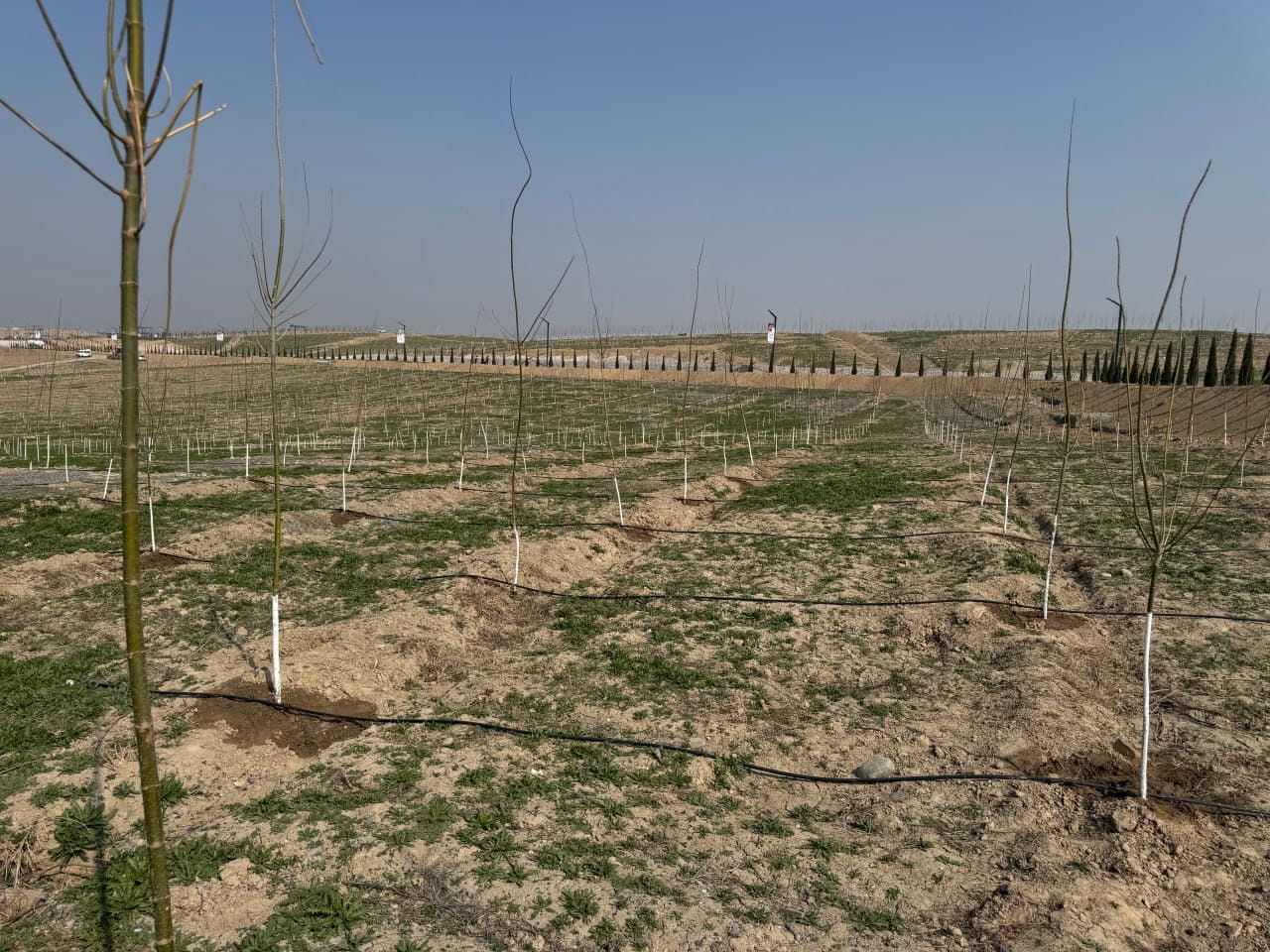“Yashil makon” loyihasi doirasida yirik ko‘kalamzorlashtirish ishlari olib borilmoqda