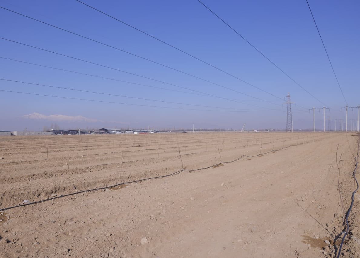 “Yashil makon” loyihasi doirasida yirik ko‘kalamzorlashtirish ishlari olib borilmoqda