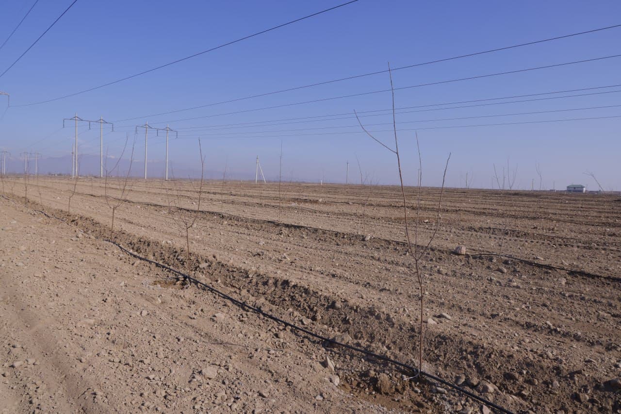 “Yashil makon” loyihasi doirasida yirik ko‘kalamzorlashtirish ishlari olib borilmoqda